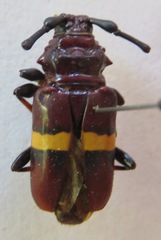 Trachyderes elegans
