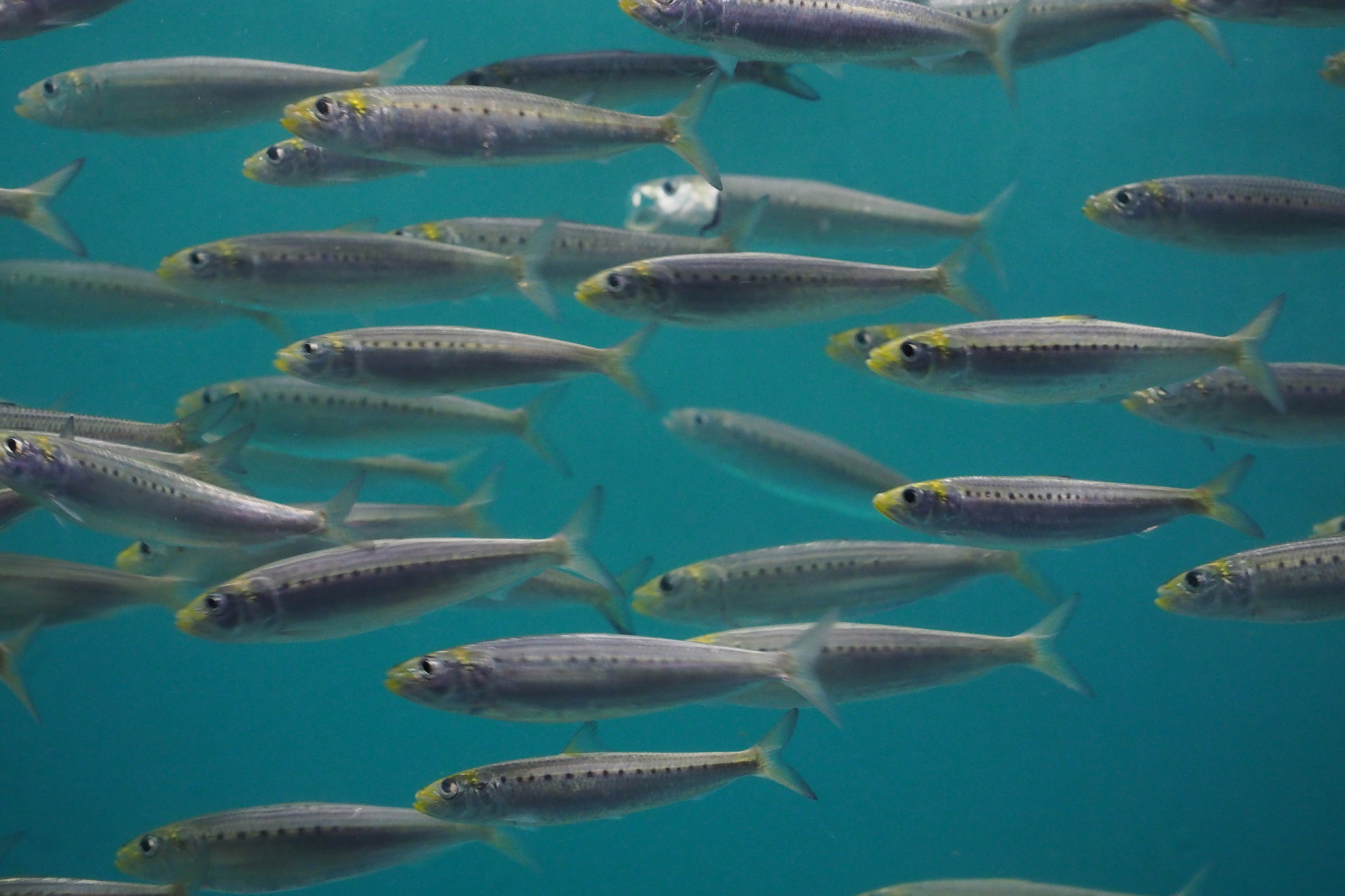 Pacific Sardine (Sardinops sagax) · iNaturalist