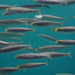 Pacific Sardine - Photo (c) harum.koh, some rights reserved (CC BY-SA), uploaded by harum.koh