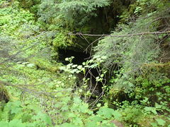 Distichium capillaceum