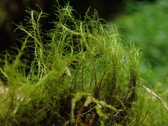 Distichium capillaceum