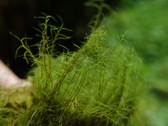 Distichium capillaceum