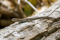 Urosaurus ornatus schottii