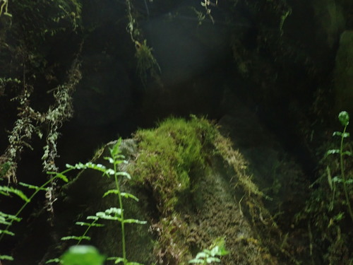 Image of Distichium capillaceum by no rights reserved