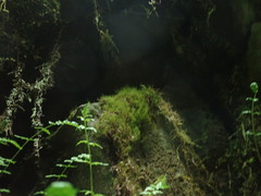 Distichium capillaceum