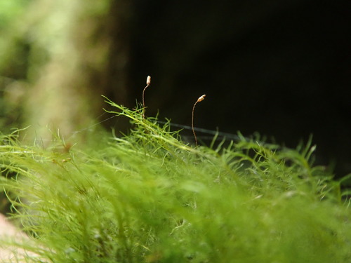 Image of Erect-Fruited Iris Moss (Distichium capillaceum) by no rights reserved