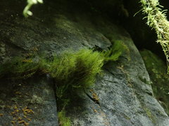 Distichium capillaceum