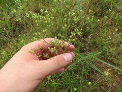 Sericocarpus linifolius