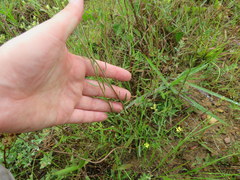 Sericocarpus linifolius