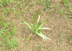 Schoenolirion wrightii