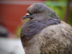 Columba livia