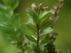Mnium thomsonii
