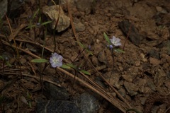Phacelia pringlei