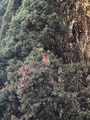 Haemorhous mexicanus