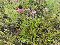 Echinacea simulata
