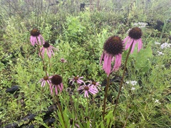 Echinacea simulata