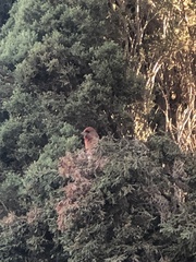 Haemorhous mexicanus