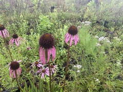 Echinacea simulata