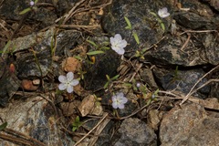 Phacelia pringlei