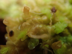 Liochlaena lanceolata