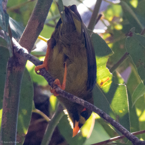 Manorina melanophrys
