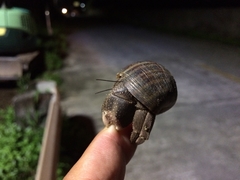 Coenobita cavipes
