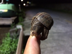 Coenobita cavipes