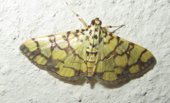 Pardomima distortana