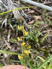 Crotalaria brevidens