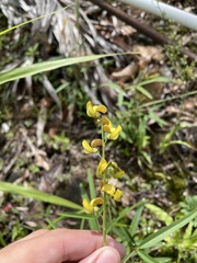 Crotalaria brevidens