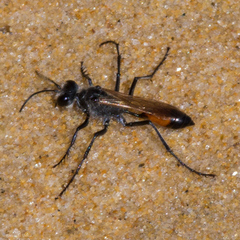 Podalonia tydei suspiciosa