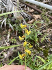 Crotalaria brevidens