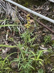 Crotalaria brevidens