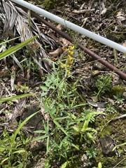 Crotalaria brevidens