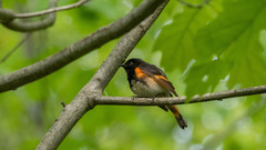 Setophaga ruticilla image