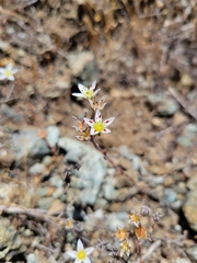 Dudleya blochmaniae