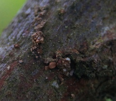 Caloplaca subpyracea