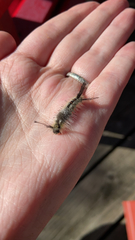 Dasychira dorsipennata