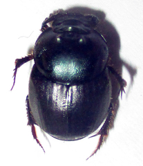 Onthophagus deterrens