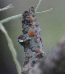 Caloplaca subpyracea