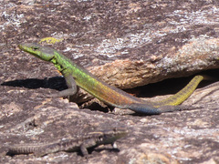 Platysaurus intermedius rhodesianus