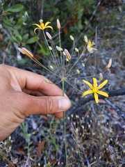 Bloomeria crocea aurea
