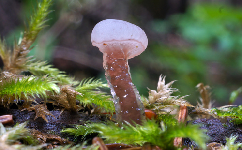 Neocudoniella albiceps image
