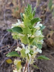 Acanthomintha obovata