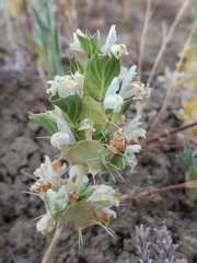 Acanthomintha obovata
