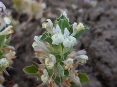 Acanthomintha obovata