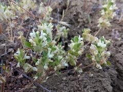 Acanthomintha obovata