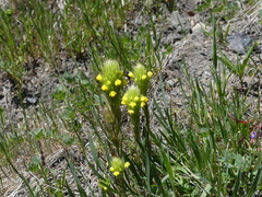 Castilleja rubicundula