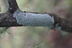 Coccotrema maritimum
