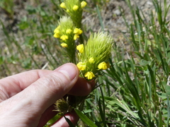 Castilleja rubicundula